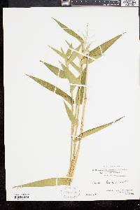 Panicum clandestinum image