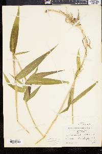 Panicum clandestinum image