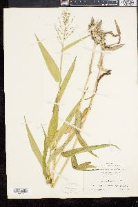 Panicum clandestinum image