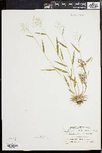 Dichanthelium acuminatum subsp. columbianum image