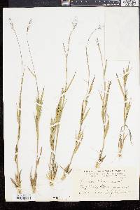 Dichanthelium acuminatum subsp. columbianum image