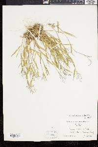 Dichanthelium acuminatum subsp. columbianum image