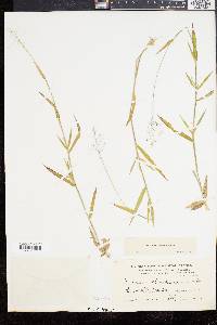 Dichanthelium acuminatum subsp. columbianum image