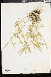 Dichanthelium acuminatum subsp. columbianum image