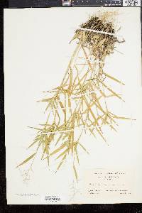 Dichanthelium acuminatum subsp. columbianum image