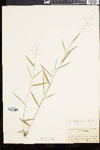 Dichanthelium acuminatum subsp. columbianum image