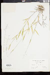 Dichanthelium acuminatum subsp. columbianum image