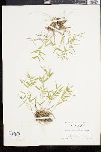 Dichanthelium acuminatum subsp. columbianum image