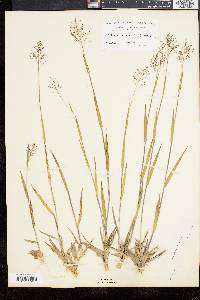 Dichanthelium acuminatum subsp. columbianum image