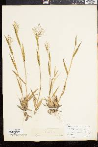 Panicum commonsianum image