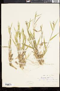 Panicum commonsianum image