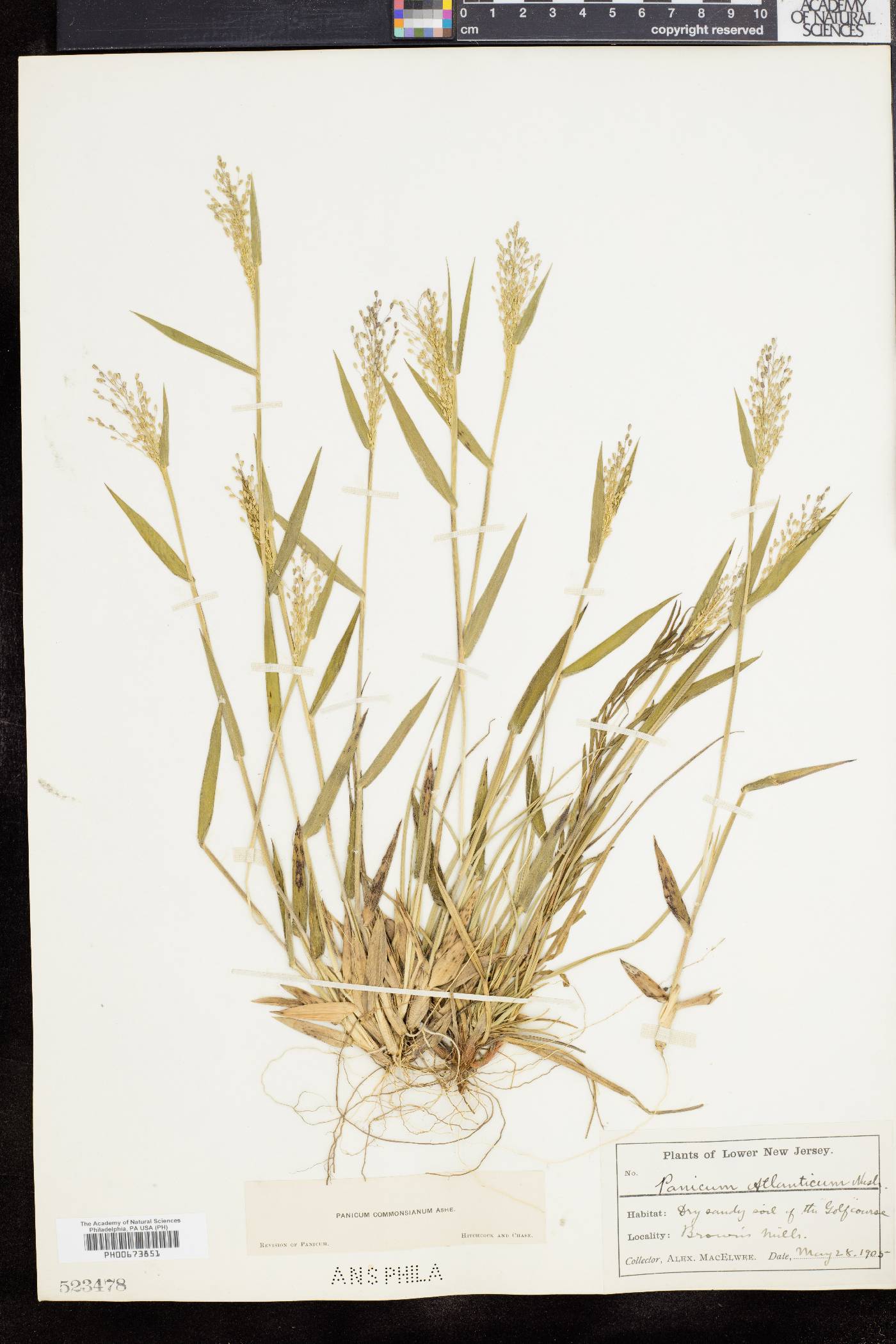 Dichanthelium commonsianum image