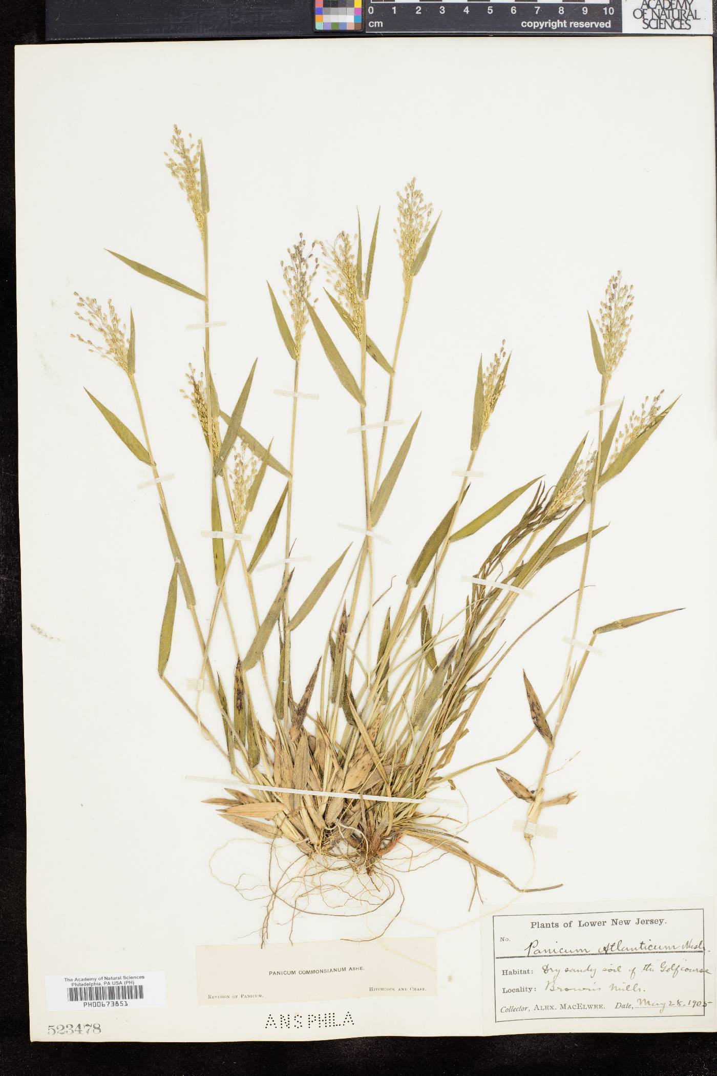 Panicum commonsianum image