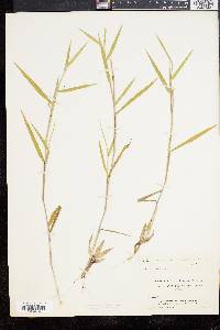 Panicum commonsianum image