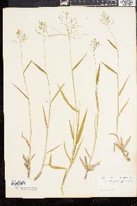 Panicum commonsianum image