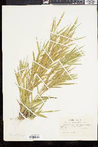 Panicum commonsianum image