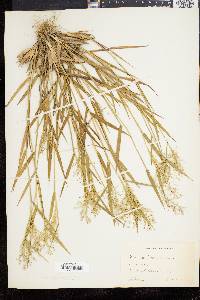Dichanthelium commonsianum image