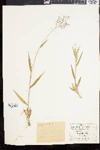 Dichanthelium commonsianum image