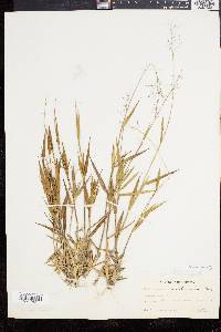 Panicum commonsianum image