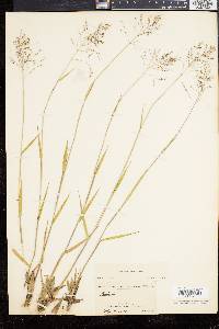 Dichanthelium commonsianum image