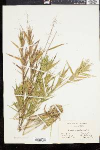 Panicum commonsianum image