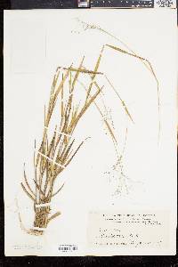 Panicum commonsianum image