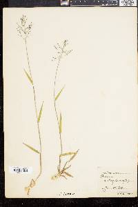 Panicum commonsianum image