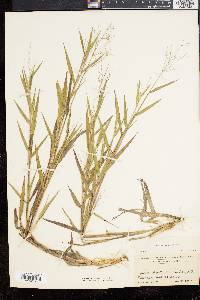 Panicum commonsianum image