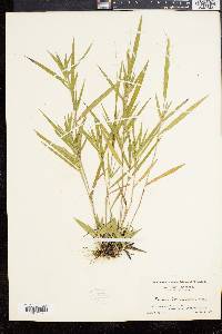 Panicum commonsianum image