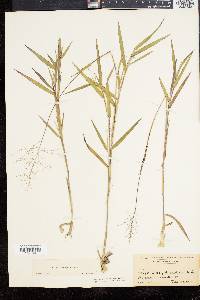 Panicum commonsianum image