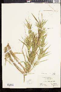 Panicum commonsianum image