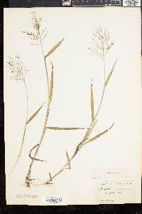 Panicum commonsianum image