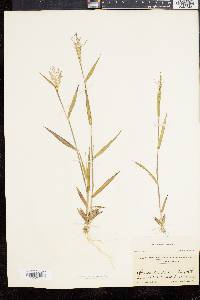 Panicum commonsianum image