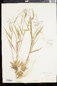 Panicum commonsianum image