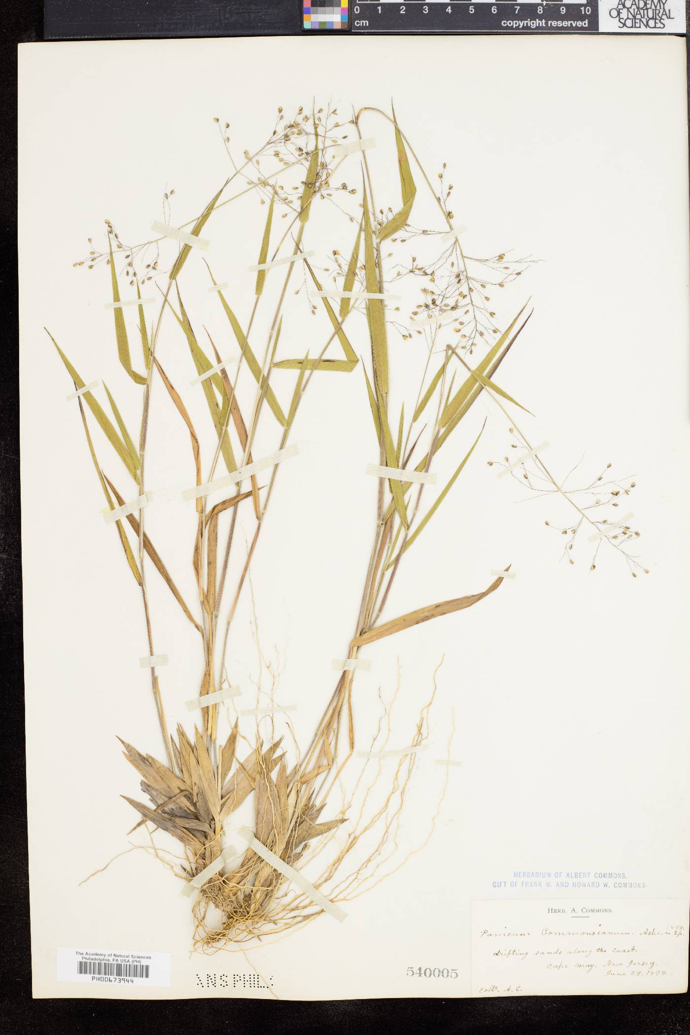Dichanthelium commonsianum image