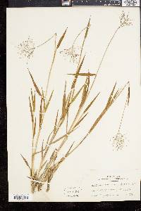 Panicum commonsianum image