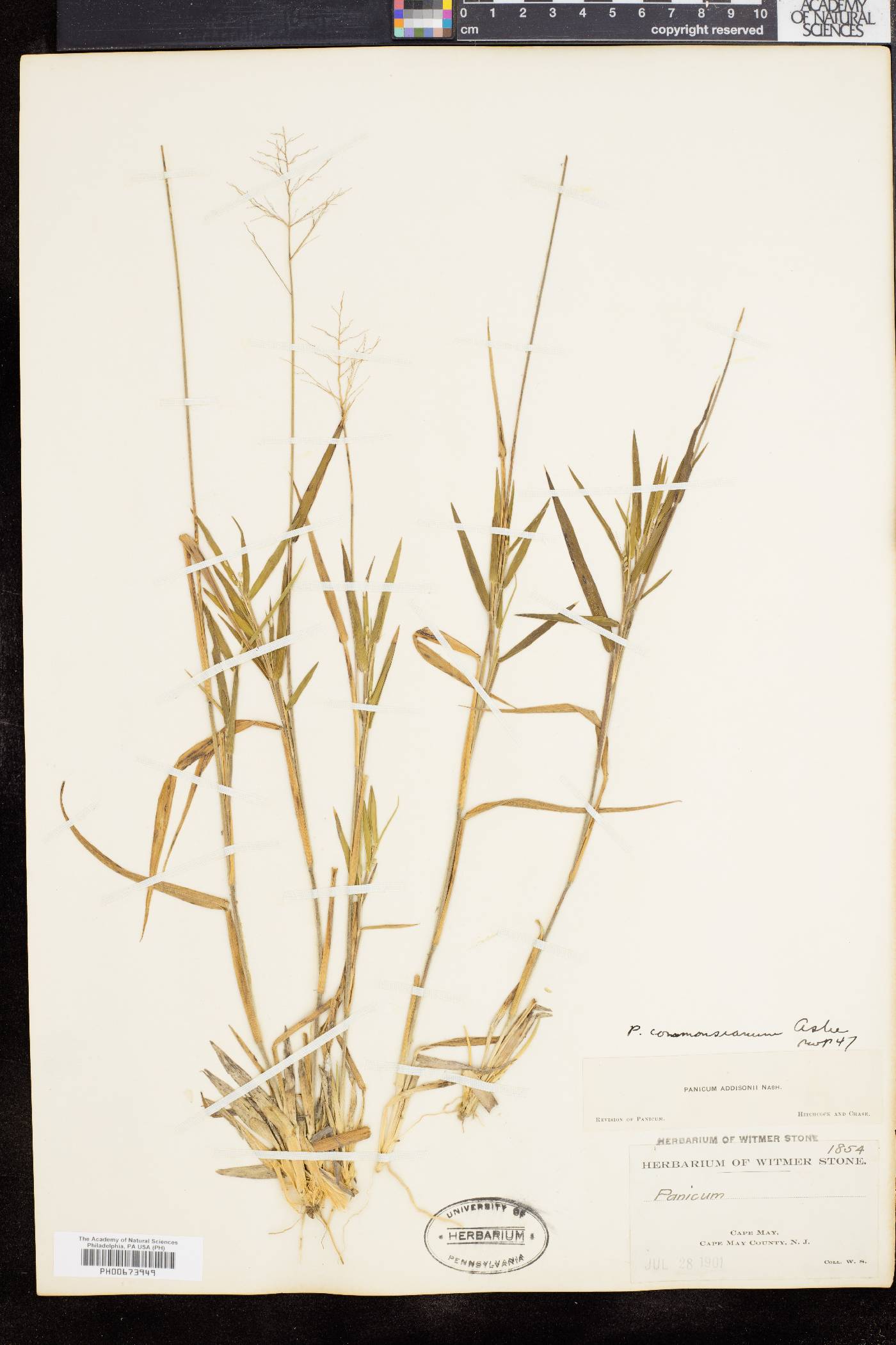 Dichanthelium commonsianum image