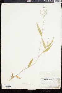 Panicum commutatum image