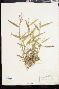 Panicum commutatum image