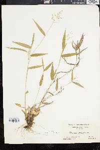 Panicum commutatum image