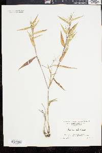 Panicum commutatum image