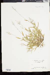 Panicum commutatum image