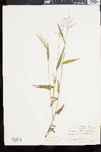 Panicum commutatum image