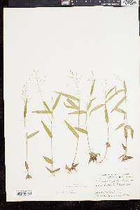 Panicum commutatum image