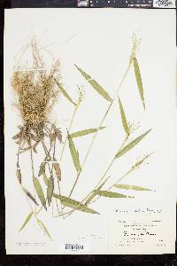 Panicum commutatum image