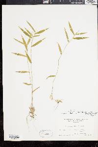 Panicum commutatum image