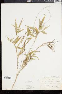 Panicum commutatum image