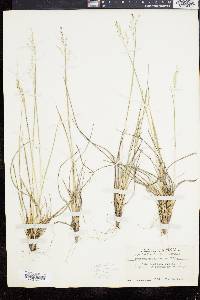 Dichanthelium depauperatum image