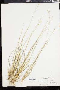 Panicum depauperatum image