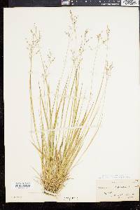 Panicum depauperatum image